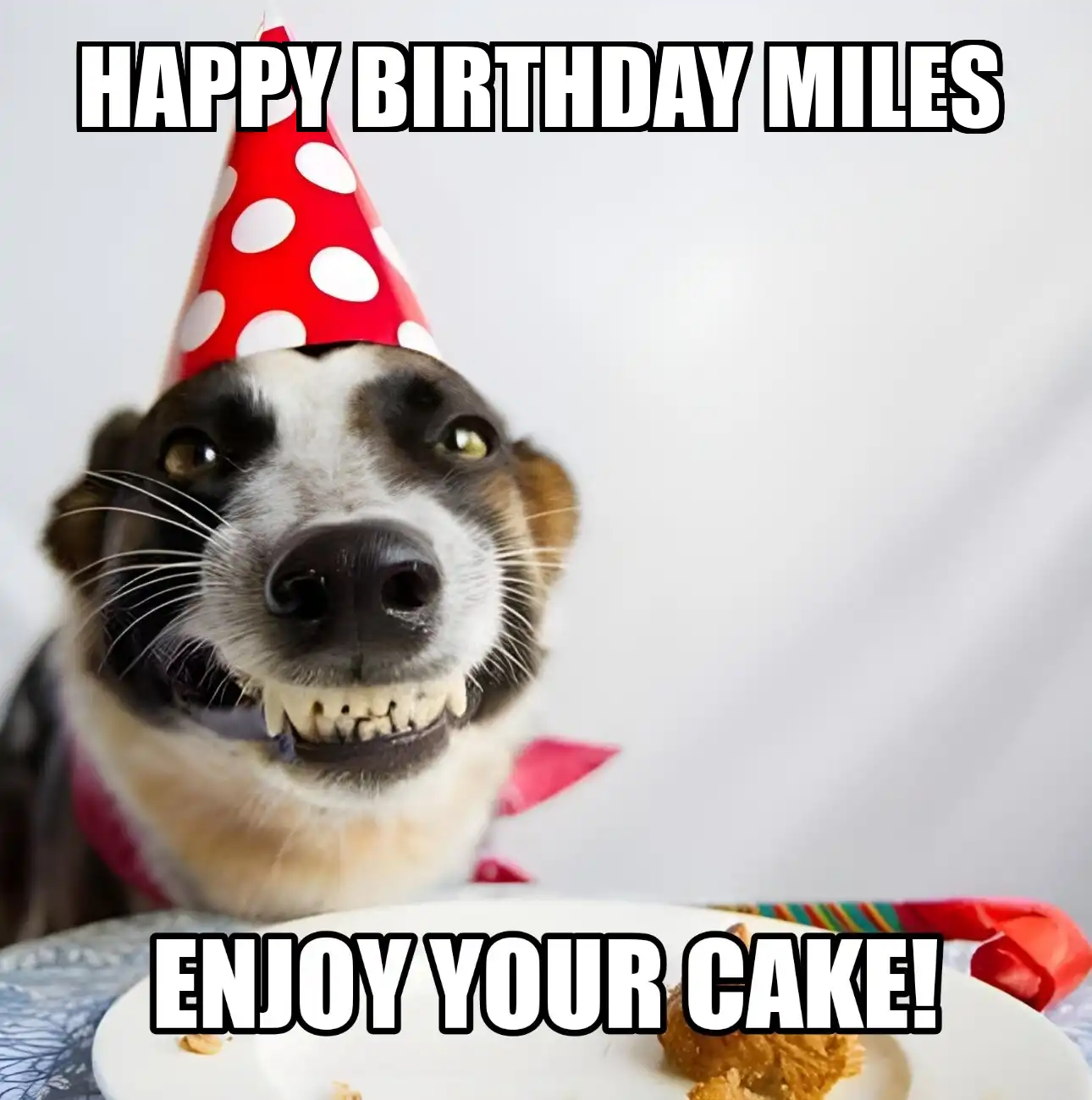 Happy Birthday Miles Enjoy Your Cake Dog Meme